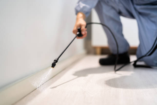 Licensed Wasp Removal service in Reeds Spring, MO - Show Me Pest Control